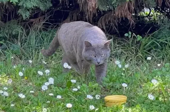 Chat gris perdu miaule fort - photo