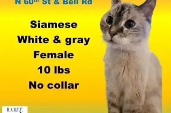Lost Senior Siamese Cat - Blue Eyes in Scottsdale