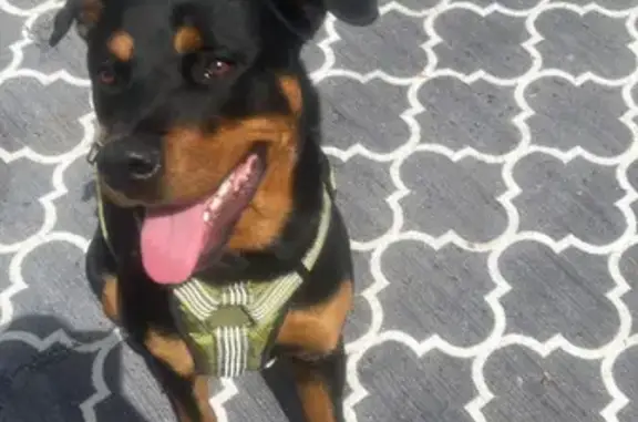 Found Young Rottweiler Near Will Rogers Tpk!