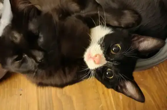 Lost pets , photo: Lost Feline Alert: Help in Dunlap, TN!