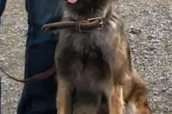 Chien Perdu: Berger Belge à Bayonne - photo