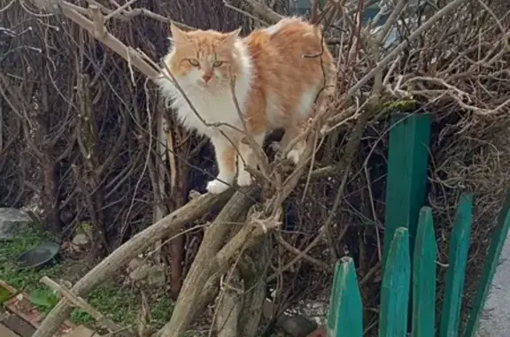 Animaux perdus Tarbes, photo: Chat roux/blanc perdu à Tarbes