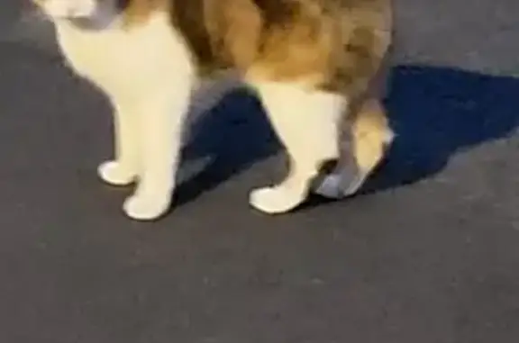 Chatte trouvée, rue Corneille - photo