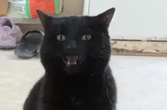 Animaux perdus Saint-Cyr-sur-Mer, photo: Chatte noire perdue à Saint-Cyr