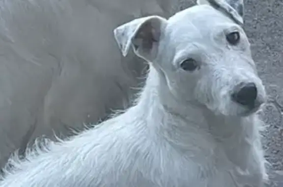 Animaux perdus Busnes, photo: Lino, Jack Russel perdu à Busnes