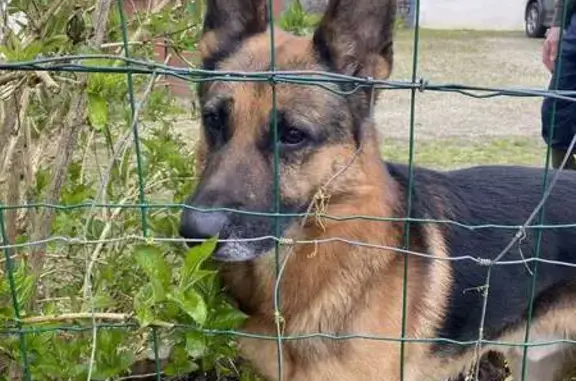 Trouvé: Berger Allemand à Glomel - photo