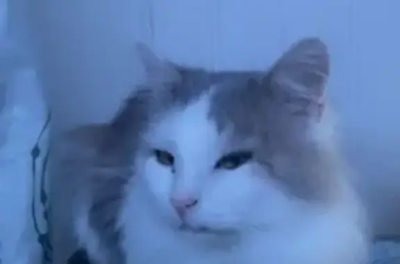 Chat perdu, Meymac, photo: Chat blanc-gris perdu à Meyrac