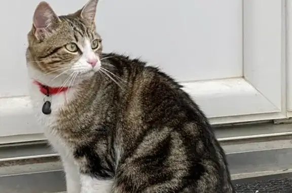 Chat perdu: Collier rouge à Montréverd - photo