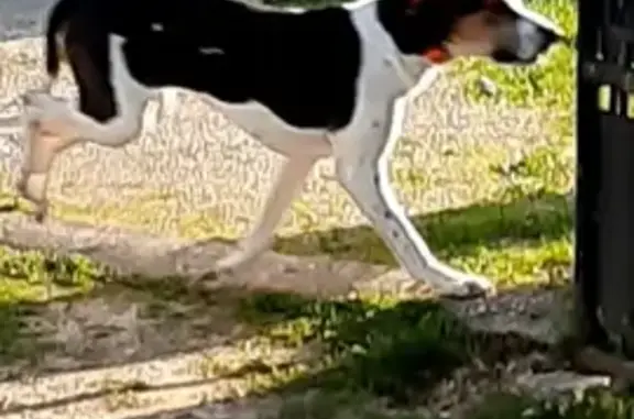 Chien égaré à Villeblevin, fuite - photo