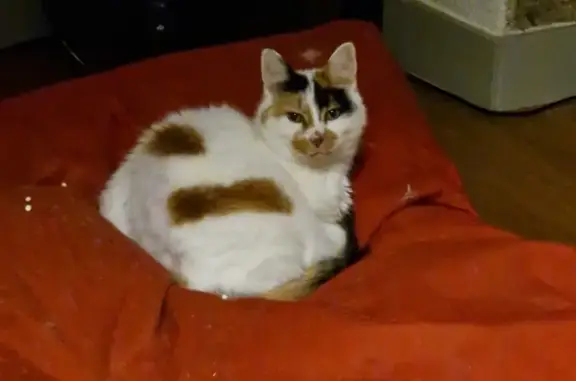 Chat perdu, Riom, photo: Chatte Etna perdue à Riom