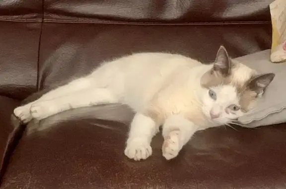Animaux perdus Cepoy, photo: Chatte crème/marron perdue - Cepoy