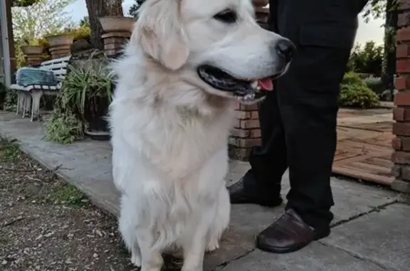 Golden Retriever Perdu à Vaïssac - photo