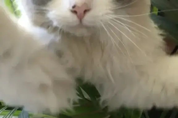 Lost Senior Ragdoll Cat in Wanneroo - Help!