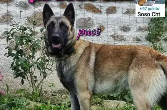 Chien perdu , photo : Chien Berger Faune/Noir Perdu