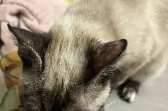Chat perdu retrouvé à Castres - photo