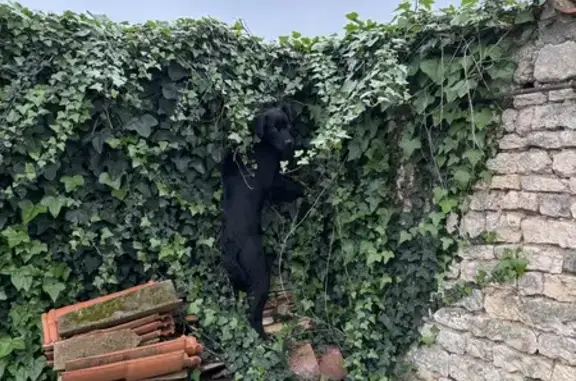 Chien perdu à Foussignac trouvé - photo