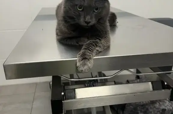 Chat chartreux blessé trouvé - photo