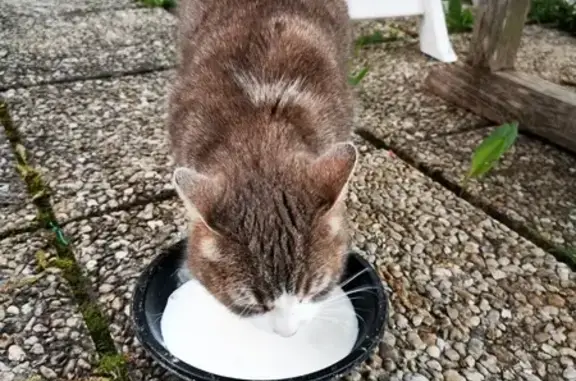 Chatte retrouvée à Bias - photo