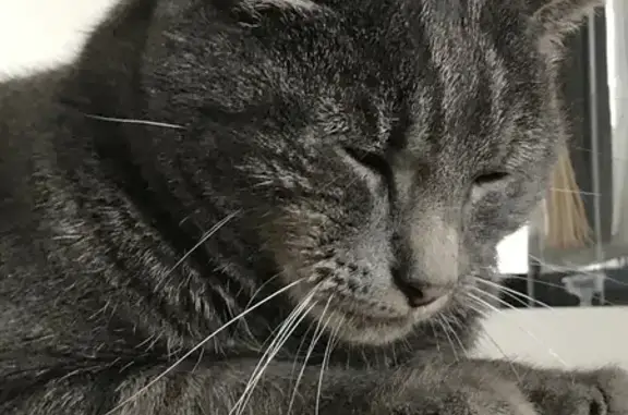 Chat gris perdu à Berck - Affamé et câlin - photo
