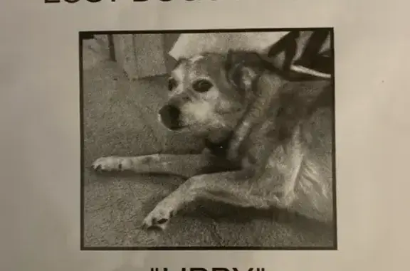 Lost Senior Dog in Arden: Help Find Libby!