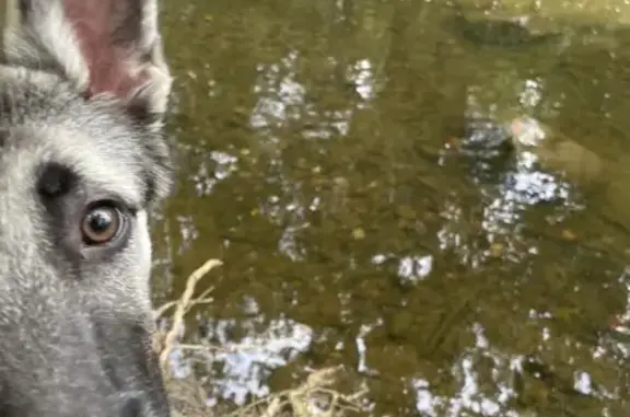 Lost Shepsky Puppy in Indianapolis - Help!
