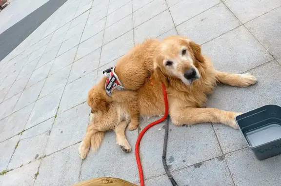 Chien perdu Laroque-des-Albères, photo : Chien Golden Illiko Perdu à Laroque