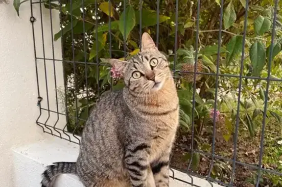 Animaux perdus Yzeure, photo: Chat gris tigré perdu à Yzeure