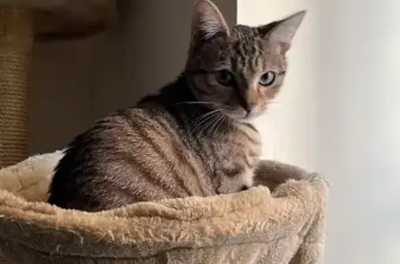 Chat perdu, Bouxwiller, photo: Chaton Cléa disparu à Bouxwiller