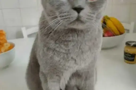 Animaux perdus Pau, photo: Chat British Bleu Perdu à Pau