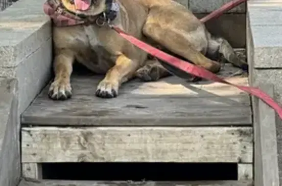 Lost Dog Found at Judson Pointe - Help!