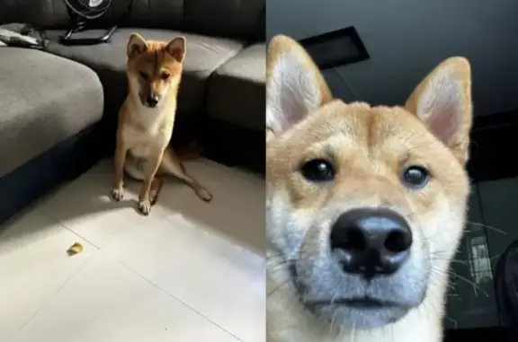 Lost Shiba 'Tiger' in Jurong West SG - Help!