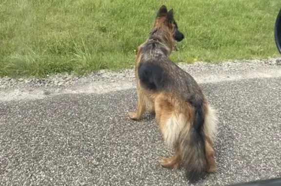 Chien trouvé , photo: Chien noir et fauve perdu à Weiterswiller