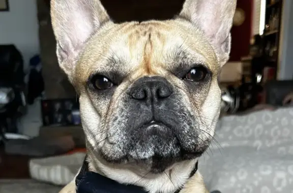 Lost Fawn French Bulldog - Help Find Her!