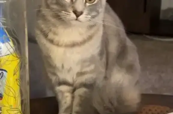 Lost pets , photo: Lost Cat: Gray, White & Orange - Milledgeville, GA