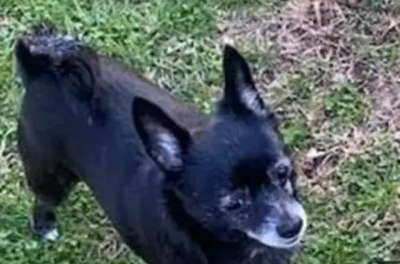 Lost Dog: 8yr Old Chi-Mix, Cane Valley - Help!