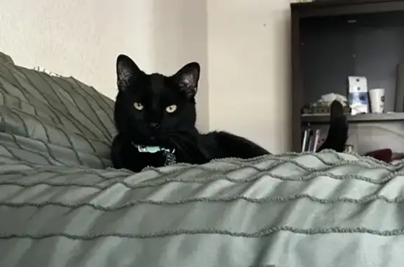 Help Find Earnie: Black Cat with Blue Collar!