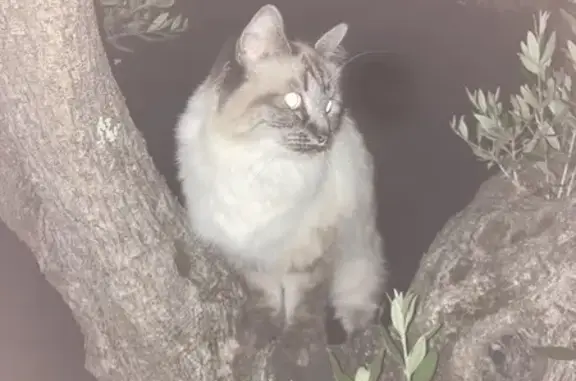 Chat perdu, Laudun-l'Ardoise, photo: Chat Sacré de Birmanie perdu