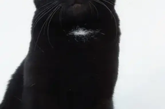 Animaux perdus Le Pradet, photo: Chatte noire perdue au Pradet