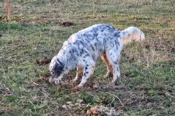 Chien perdu , photo : Alerte: 2 Chiens Perdus à Bréhémont