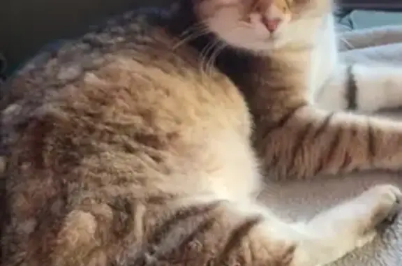Chat perdu, Auby, photo: Chat Pirate disparu à Auby