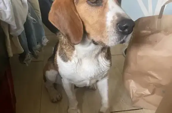 Beagle trouvé, colliers à identifier