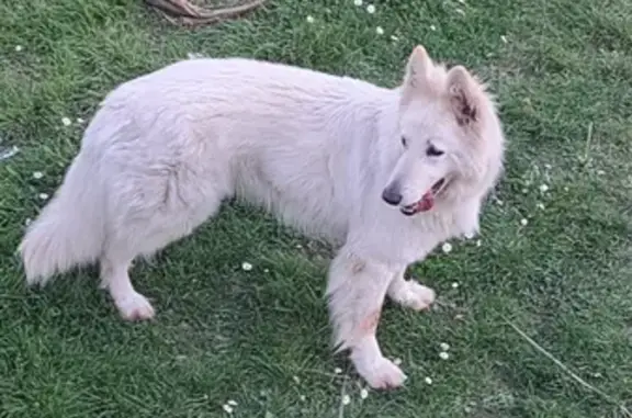 Chien perdu à Trégueux retrouvé - photo