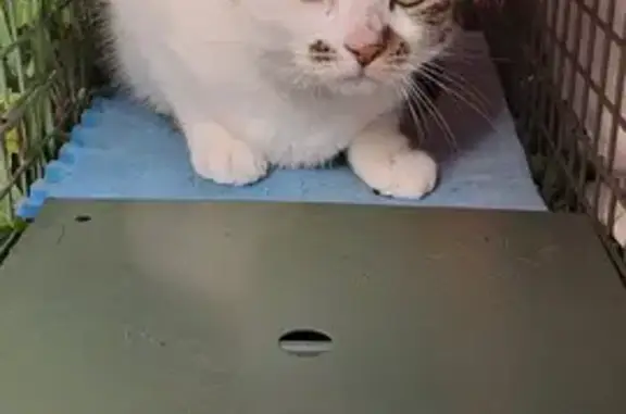 Chatte errante à Roquefort, aidez-la! - photo
