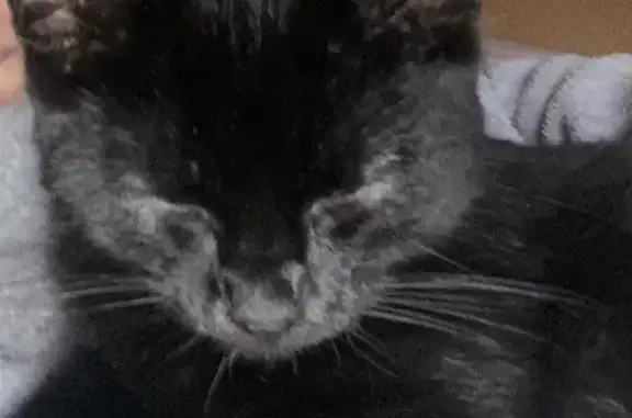 Animaux perdus , photo: Chat Titus noir perdu à Villaines