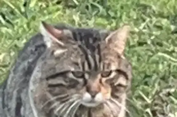 Chat sociable trouvé à St Cyr - photo
