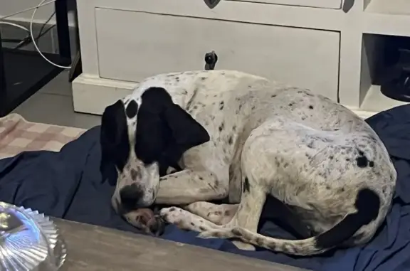 Chienne jeune trouvée à Furiani - photo