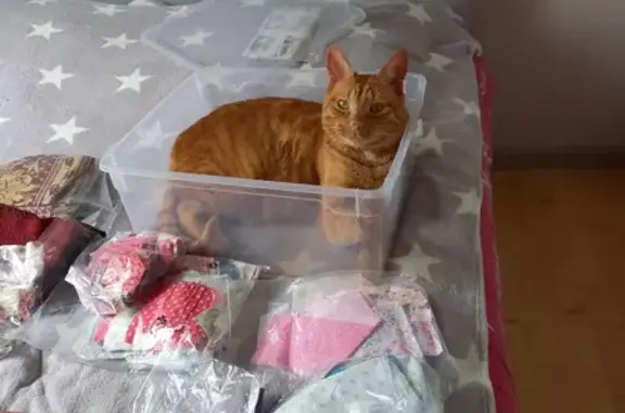 Chat perdu, La Gouesnière, photo: Chat tigre roux perdu - La Gouesnière