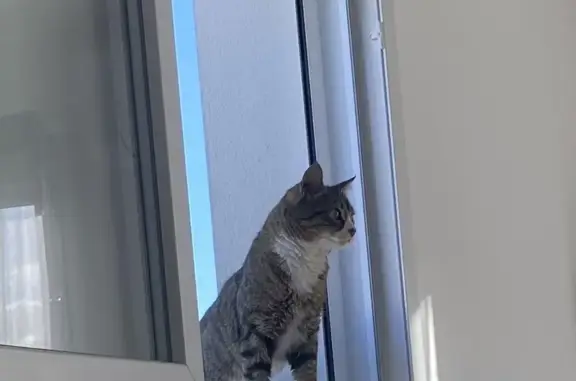 Chat mâle tatoué trouvé à Ambarès - photo