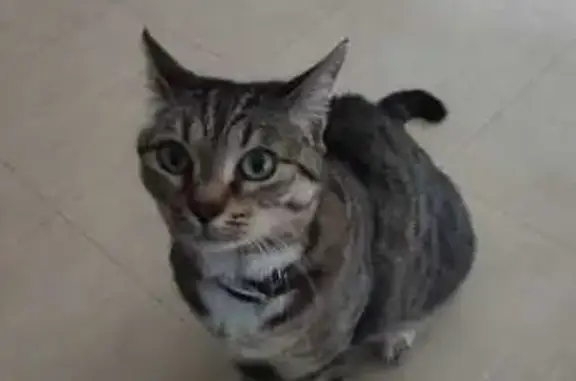 Chat perdu, Reims, photo: Chat gris et blanc perdu à Reims