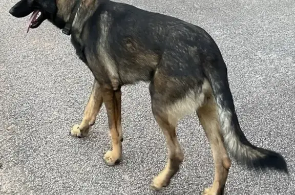 Lost German Shepherd Mix - Elliott Rd, GA